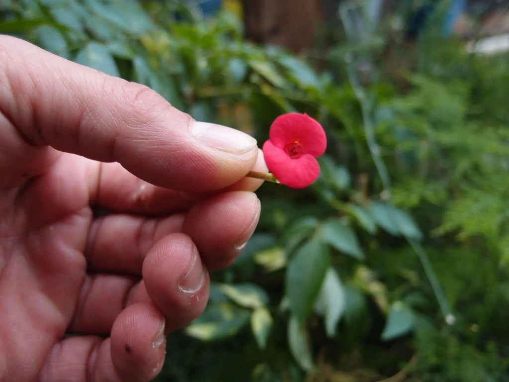 Poppy Oval Drop Earrings