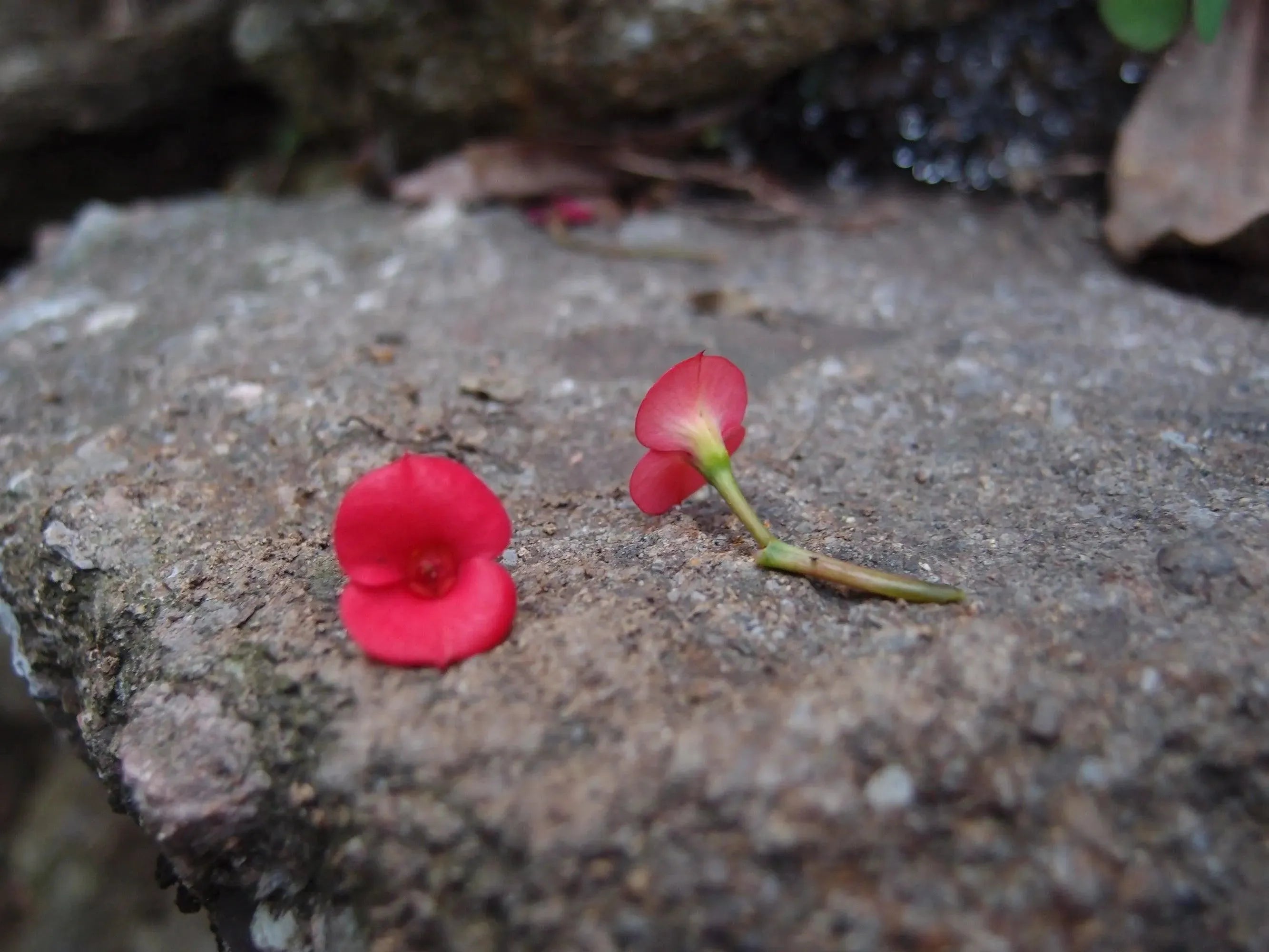 Poppy Teardrop Stud Earrings