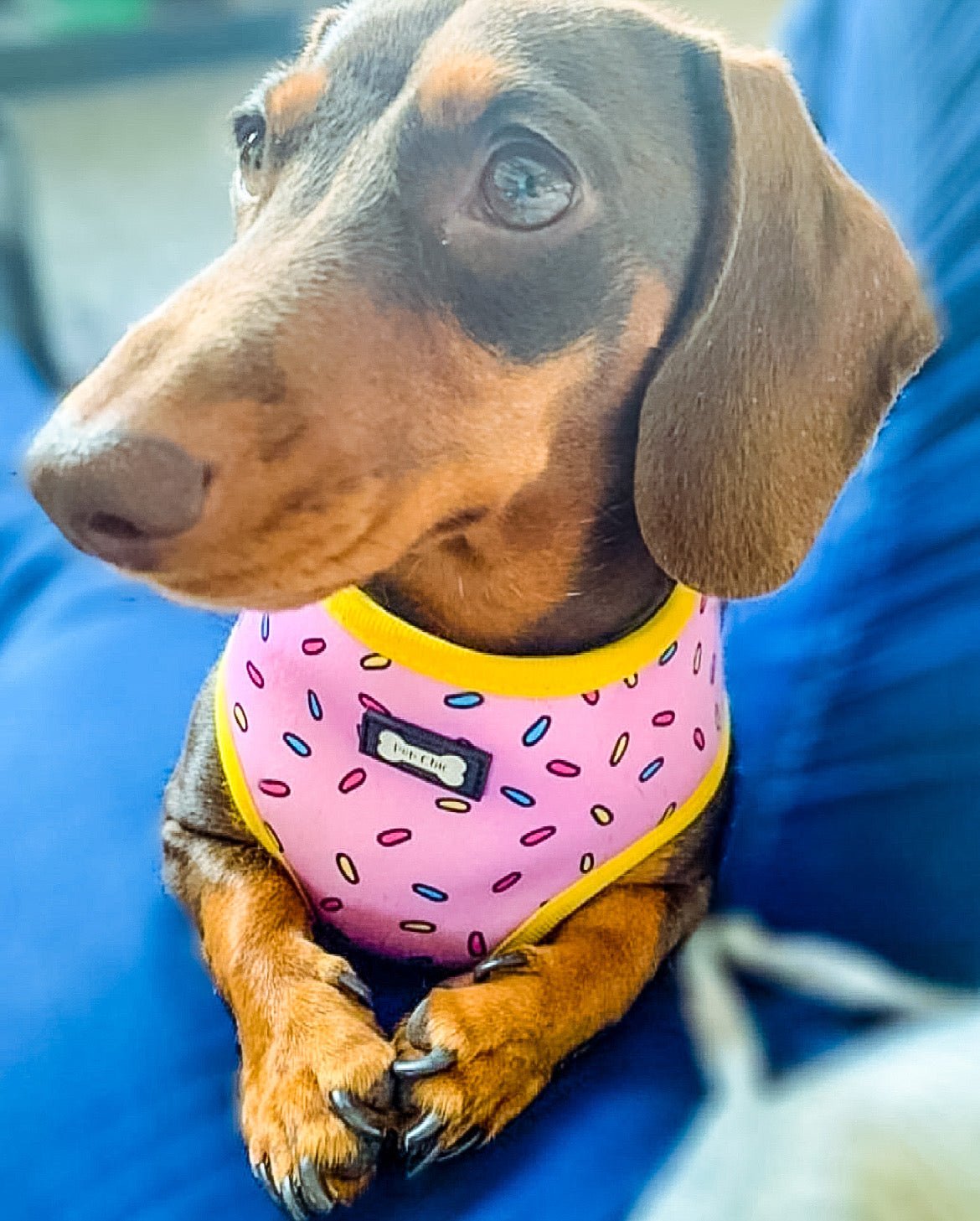 Sprinkles for Days reversible harness