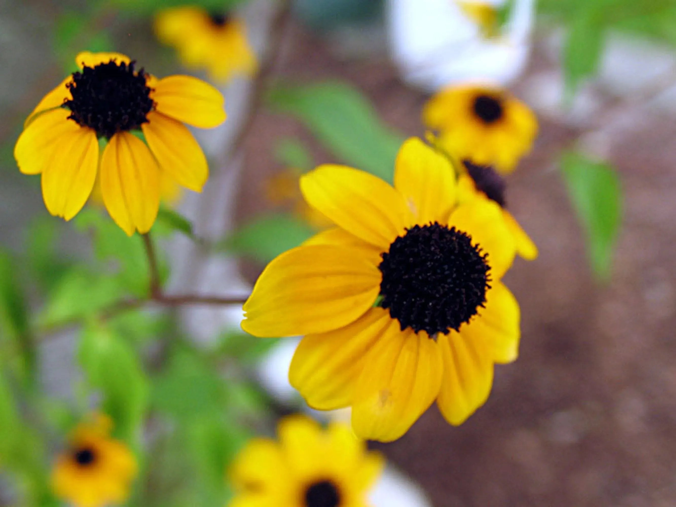 Sunflower Round Ring - Adjustable